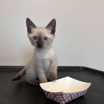 Bob -  Applehead Siamese Cat for Adoption in Neffsville, Pennsylvania - Bob | PetCurious