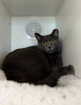 Rescue Domestic Short Hair Cats for Adoption in Herndon, Virginia - Dash *foster Home Needed* | PetCurious