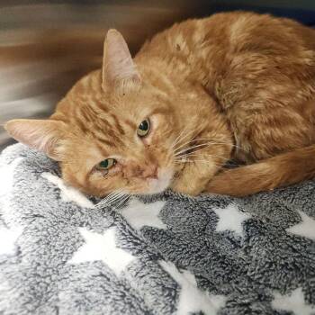 Peanut -  Domestic Short Hair Cat for Adoption in Kingman, Arizona - Peanut | PetCurious
