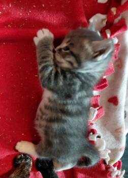 Orlando -  Domestic Short Hair Cat for Adoption in Dalton, Georgia - Orlando | PetCurious