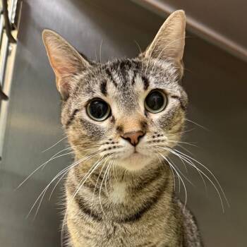 Rescue American Shorthair Cats for Adoption in Jacksonville, Arkansas - Qetsiyah | PetCurious