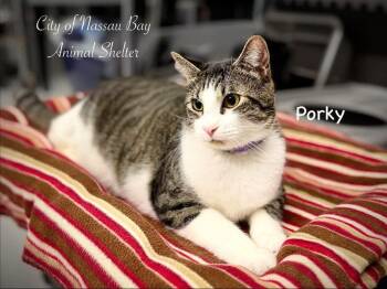 F37-26 Porky -  Domestic Short Hair Cat for Adoption in Houston, Texas - F37-26 Porky | PetCurious