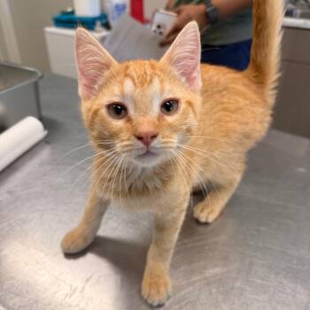 Domestic Short Hair Cats Available for Adoption in Saint Charles, Missouri - Dandelion | PetCurious