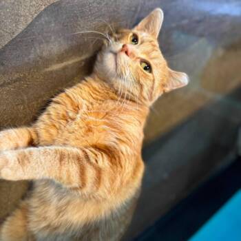 Martie -  Domestic Short Hair Cat for Adoption in Edwardsville, Illinois - Martie | PetCurious