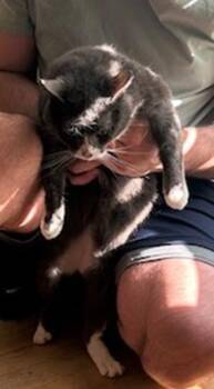 Rescue Domestic Short Hair Cats for Adoption in Raleigh, North Carolina - Holly | PetCurious