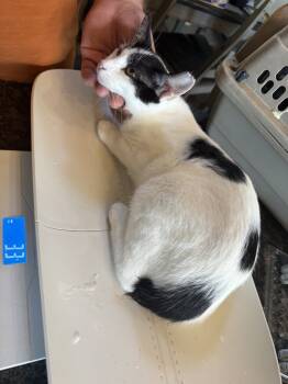 Rescue Turkish Van Cats for Adoption in Chattanooga, Tennessee - Lucy Cat | PetCurious