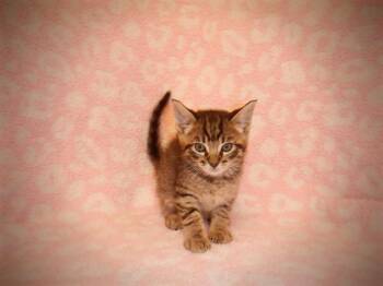 A1411991 -  Domestic Short Hair Cat for Adoption in San Jose, California - A1411991 | PetCurious