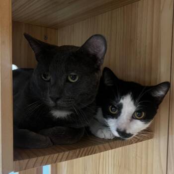 Fillmore -  Domestic Short Hair Cat for Adoption in Yucca Valley, California - Fillmore | PetCurious