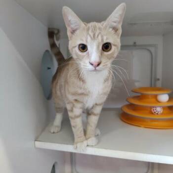 Domestic Short Hair Cats Available for Adoption in Voorhees Township, New Jersey - Ninja | PetCurious