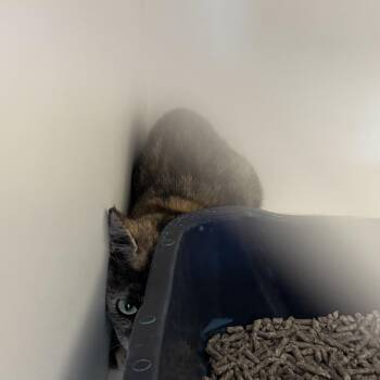 Harper (C45) -  Domestic Short Hair Cat for Adoption in Portland, Texas - Harper (C45) | PetCurious