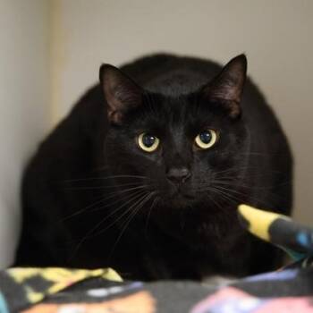 Goku -  Domestic Short Hair Cat for Adoption in Bellingham, Washington - Goku | PetCurious