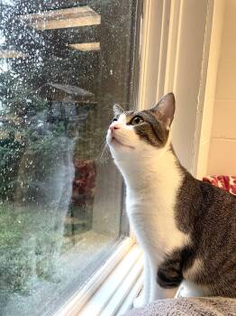 Trent -  Domestic Short Hair Cat for Adoption in Cincinnati, Ohio - Trent | PetCurious