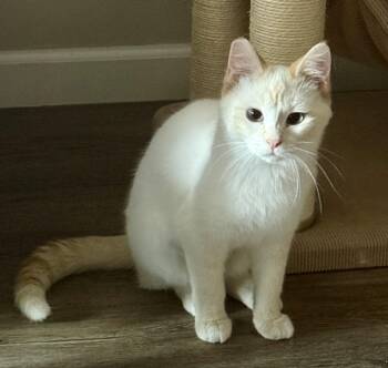 Ciri (with O.B.) -  Domestic Short Hair Cat Available for Adoption in Silverton, Oregon - Ciri (with O.B.) | PetCurious