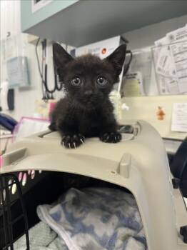 *TREAT -  Domestic Short Hair Cat for Adoption in Woodland, California - *TREAT | PetCurious