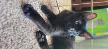 Janet -  Domestic Short Hair Cat for Adoption in Diamond Springs, California - Janet | PetCurious