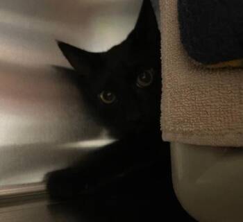 Nautica -  Domestic Medium Hair Cat for Adoption in Vancouver, Washington - Nautica | PetCurious