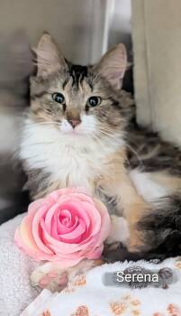 Domestic Long Hair Cats Available for Adoption in Flint, Michigan - Serena | PetCurious