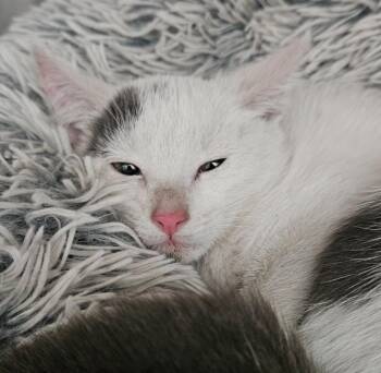 Domestic Short Hair Cats Available for Adoption in Los Angeles, California - Holland | PetCurious