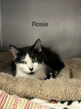Rescue Domestic Short Hair Cats for Adoption in Knoxville, Tennessee - Rosie | PetCurious
