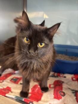 Domestic Long Hair Cats Available for Adoption in Albuquerque, New Mexico - Onyx | PetCurious