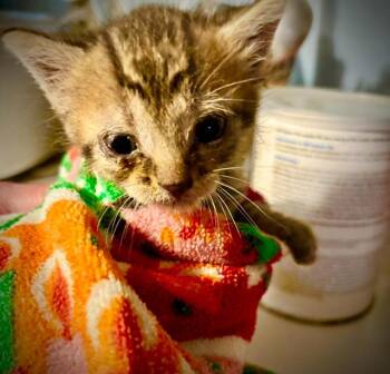 Stamps -  Domestic Short Hair Cat for Adoption in Princeton, Indiana - Stamps | PetCurious