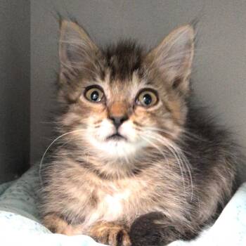 Faith Hill -  Domestic Long Hair Cat for Adoption in Reno, Nevada - Faith Hill | PetCurious