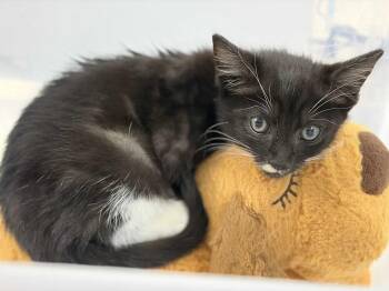 Peso -  Domestic Short Hair and Tuxedo Cat for Adoption in Greensboro, North Carolina - Peso | PetCurious