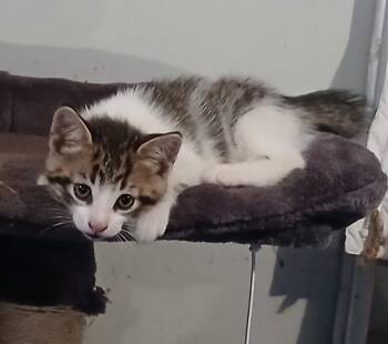 Rescue Domestic Short Hair Cats for Adoption in Tillsonburg, Ontario - SPUD | PetCurious