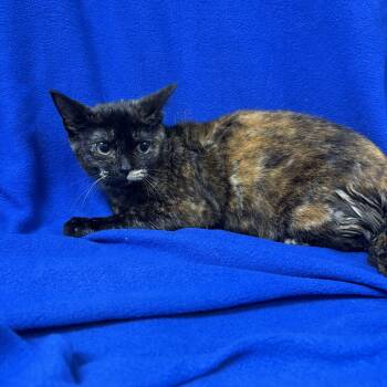Pumkin -  Domestic Short Hair Cat for Adoption in Valdosta, Georgia - Pumkin | PetCurious