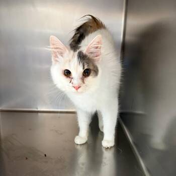 Ingrid -  Domestic Medium Hair Cat for Adoption in Council Bluffs, Iowa - Ingrid | PetCurious