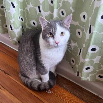 Oscar -  Domestic Short Hair Cat for Adoption in Gibsonia, Pennsylvania - Oscar | PetCurious