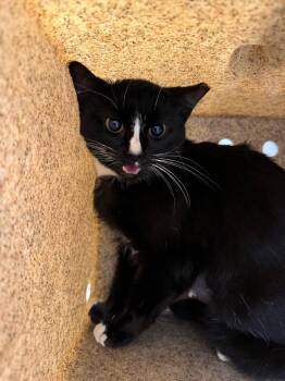Working Cat: Secretariat -  Domestic Short Hair Cat for Adoption in Bloomington, Indiana - Working Cat: Secretariat | PetCurious