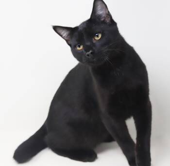 Rescue Bombay and American Bobtail Cats for Adoption in Bedford Hills, New York - Germany Is Our GOOFY Snuggle Boy! BOBTAIL And LO SHED - VIDEOS!! | PetCurious