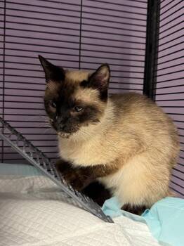 Sparkles -  Domestic Short Hair Cat for Adoption in Johnson City, Tennessee - Sparkles | PetCurious