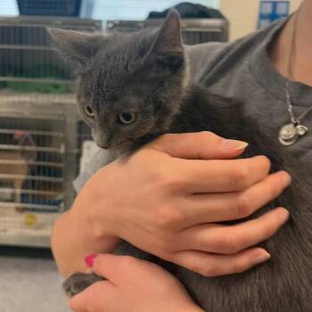 Welsh -  Domestic Short Hair Cat for Adoption in Charlottesville, Virginia - Welsh | PetCurious