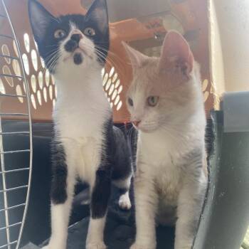 Fruit Loop -  American Shorthair Cat for Adoption in Freeport, Florida - Fruit Loop | PetCurious