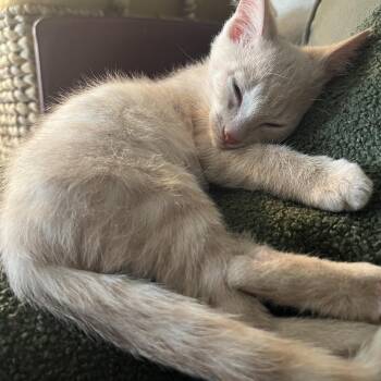 Kili (bonded with Fili) -  Domestic Short Hair Cat for Adoption in Beaverton, Oregon - Kili (bonded With Fili) | PetCurious
