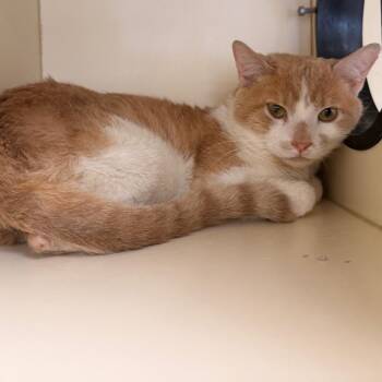 Apollo -  Domestic Short Hair Cat for Adoption in Philadelphia, Pennsylvania - Apollo | PetCurious