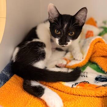 Jellybean -  Domestic Short Hair Cat for Adoption in Morristown, Vermont - Jellybean | PetCurious