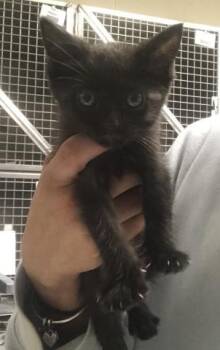 SADIE -  Domestic Short Hair Cat for Adoption in Conroe, Texas - SADIE | PetCurious