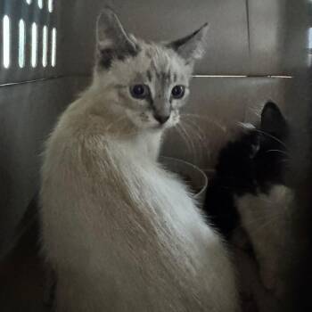 Katara - Kitten 2 -  Domestic Short Hair Cat for Adoption in Bend, Oregon - Katara - Kitten 2 | PetCurious