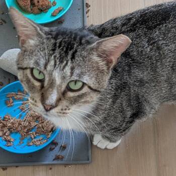Rescue Domestic Short Hair Cats for Adoption in Wilmington, North Carolina - Tommy | PetCurious