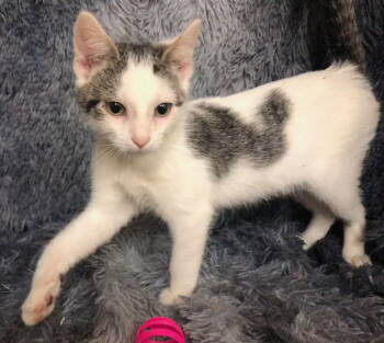 Rescue Domestic Short Hair Cats for Adoption in Columbus, Minnesota - Zena | PetCurious