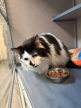 Domestic Long Hair Cats Available for Adoption in Liverpool, New York - Martin | PetCurious