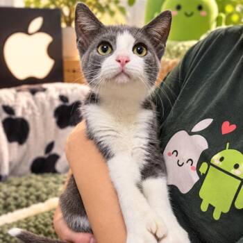 Apple -  Extra Toes Cat Hemingway Polydactyl Cat for Adoption in Quincy, Ohio - Apple | PetCurious