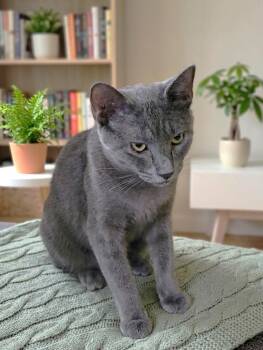 River -  Russian Blue Cat for Adoption in Fort Myers, Florida - River | PetCurious