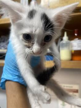 Domestic Short Hair Cats Available for Adoption in Tallahassee, Florida - ZACK | PetCurious