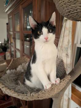 Escher -  Domestic Short Hair Cat for Adoption in Syracuse, New York - Escher | PetCurious