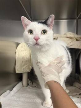 Domestic Medium Hair and Domestic Short Hair Cats Available for Adoption in Montreal, Quebec - O`Brian | PetCurious