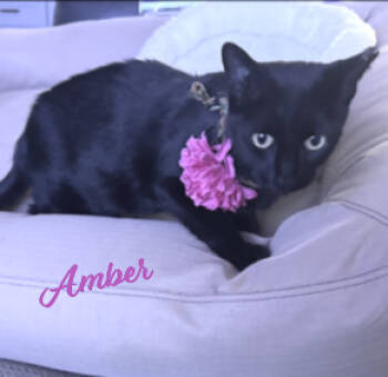 Rescue Bombay and Domestic Short Hair Cats for Adoption in Houston, Texas - Amber #dumpster-diva | PetCurious